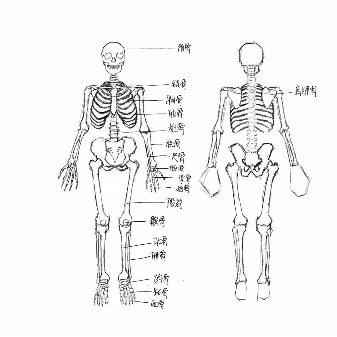 健身教练入门指南：小白蜕变时间表+核心学习内容，收藏照着学(图3)